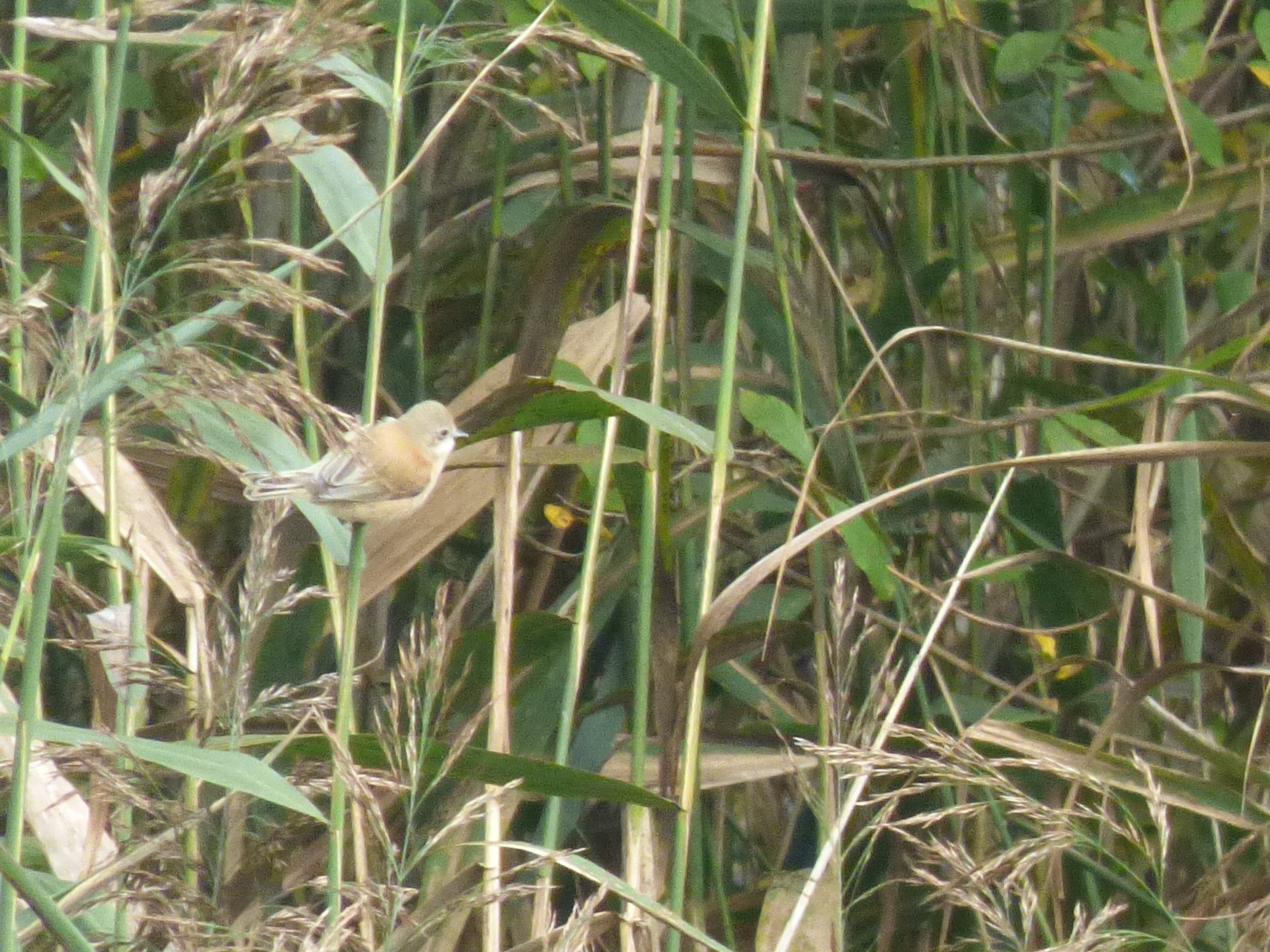 Juvenile Penduline Tit