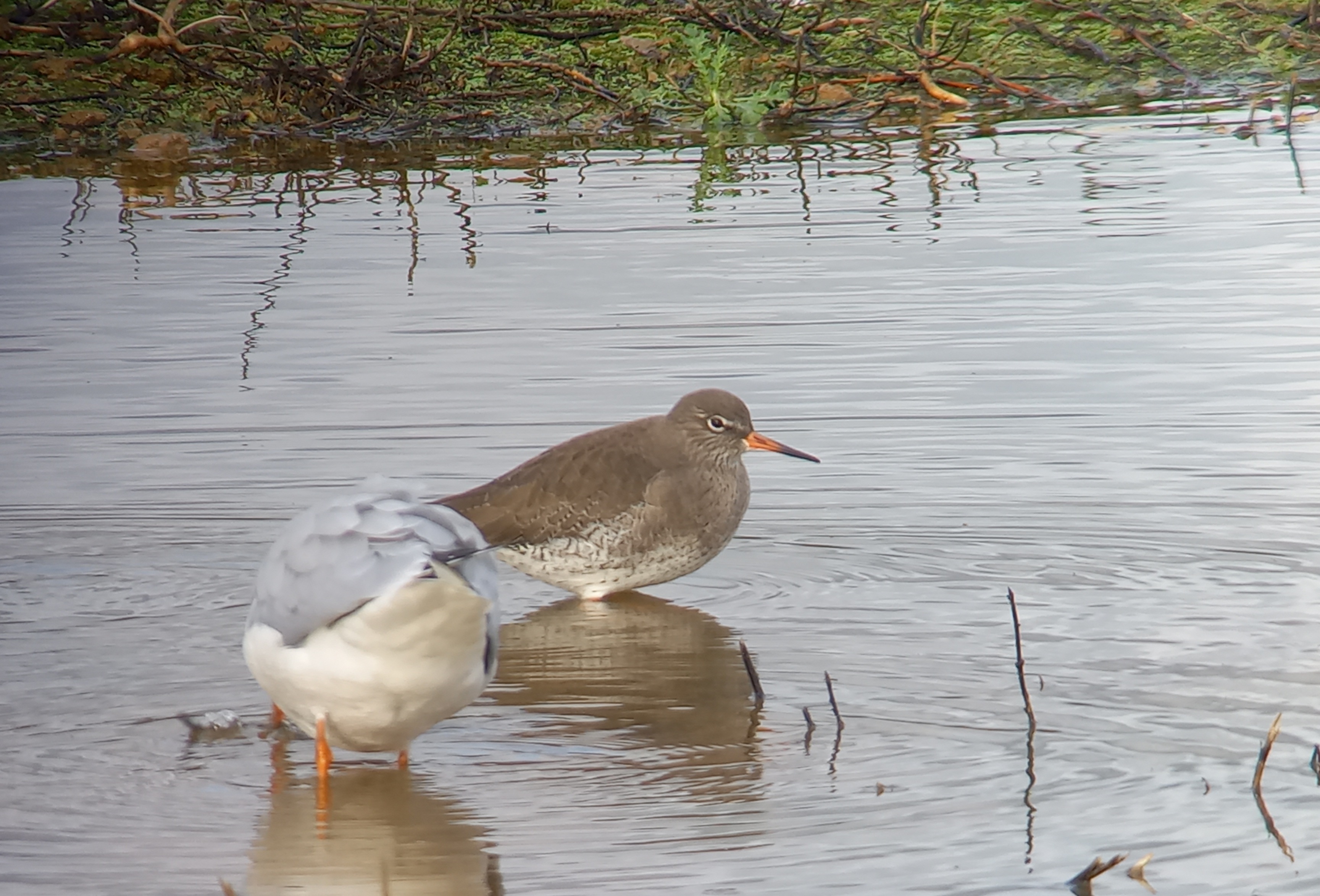 Redshank
