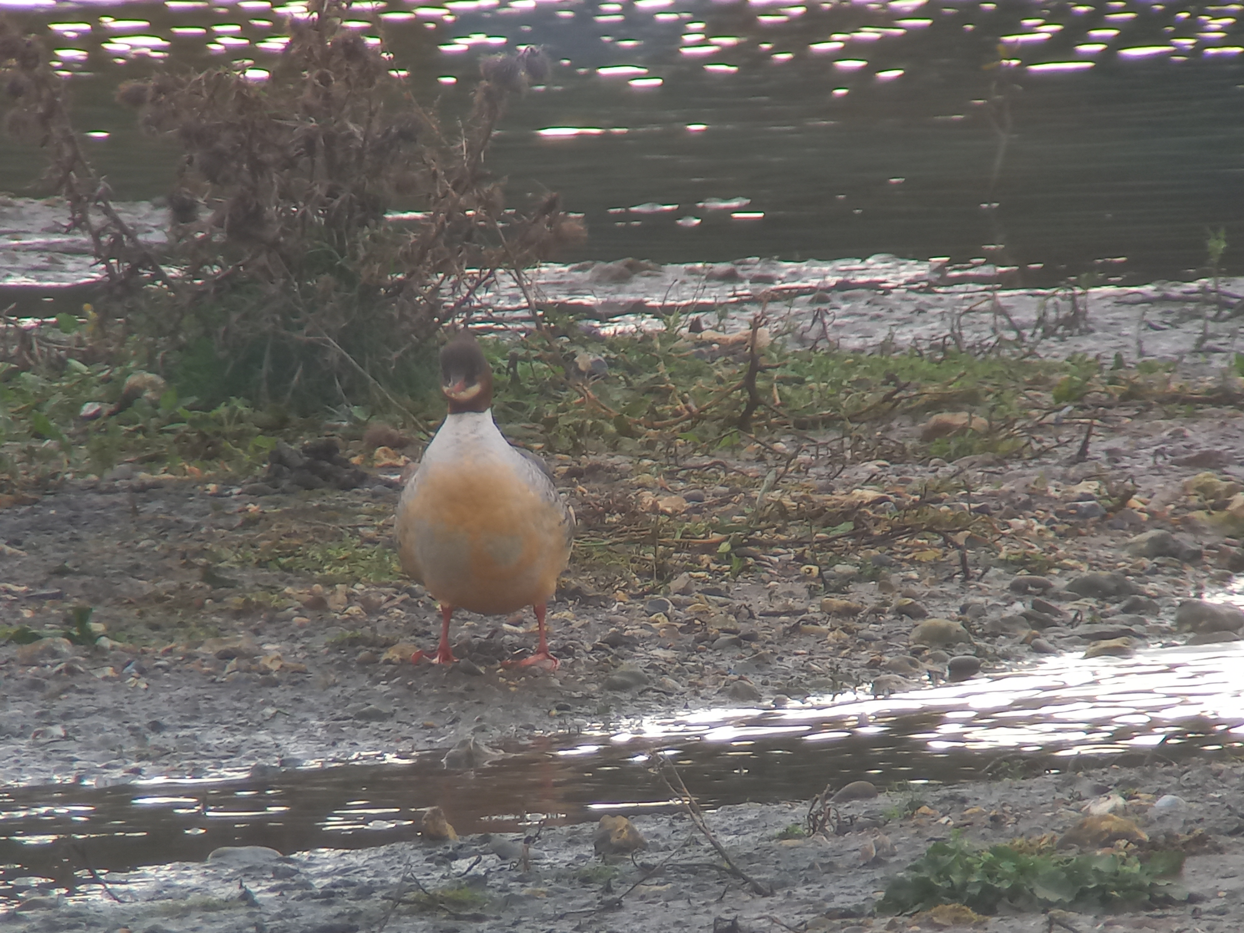 Female Goosander