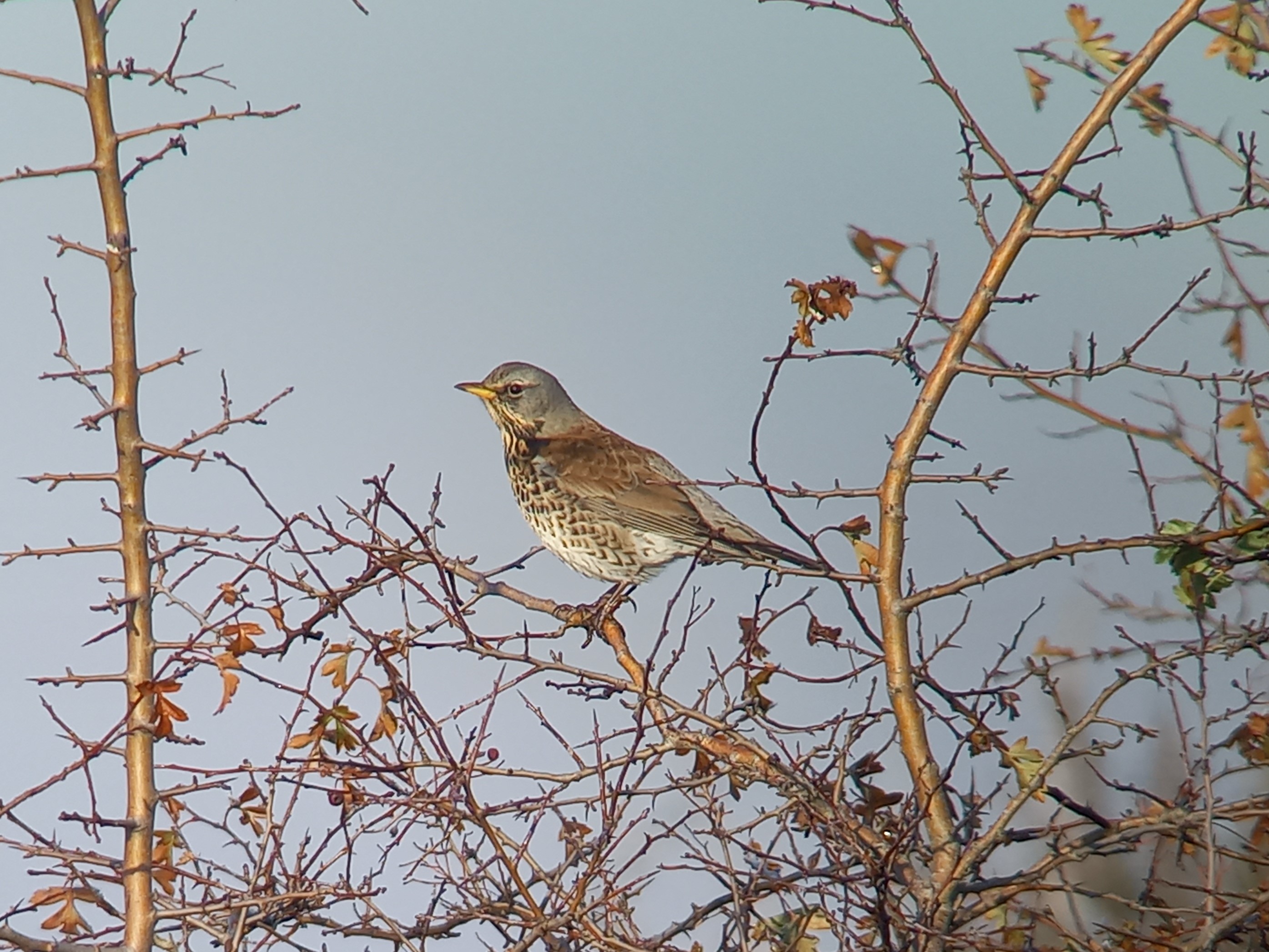 Fieldfare