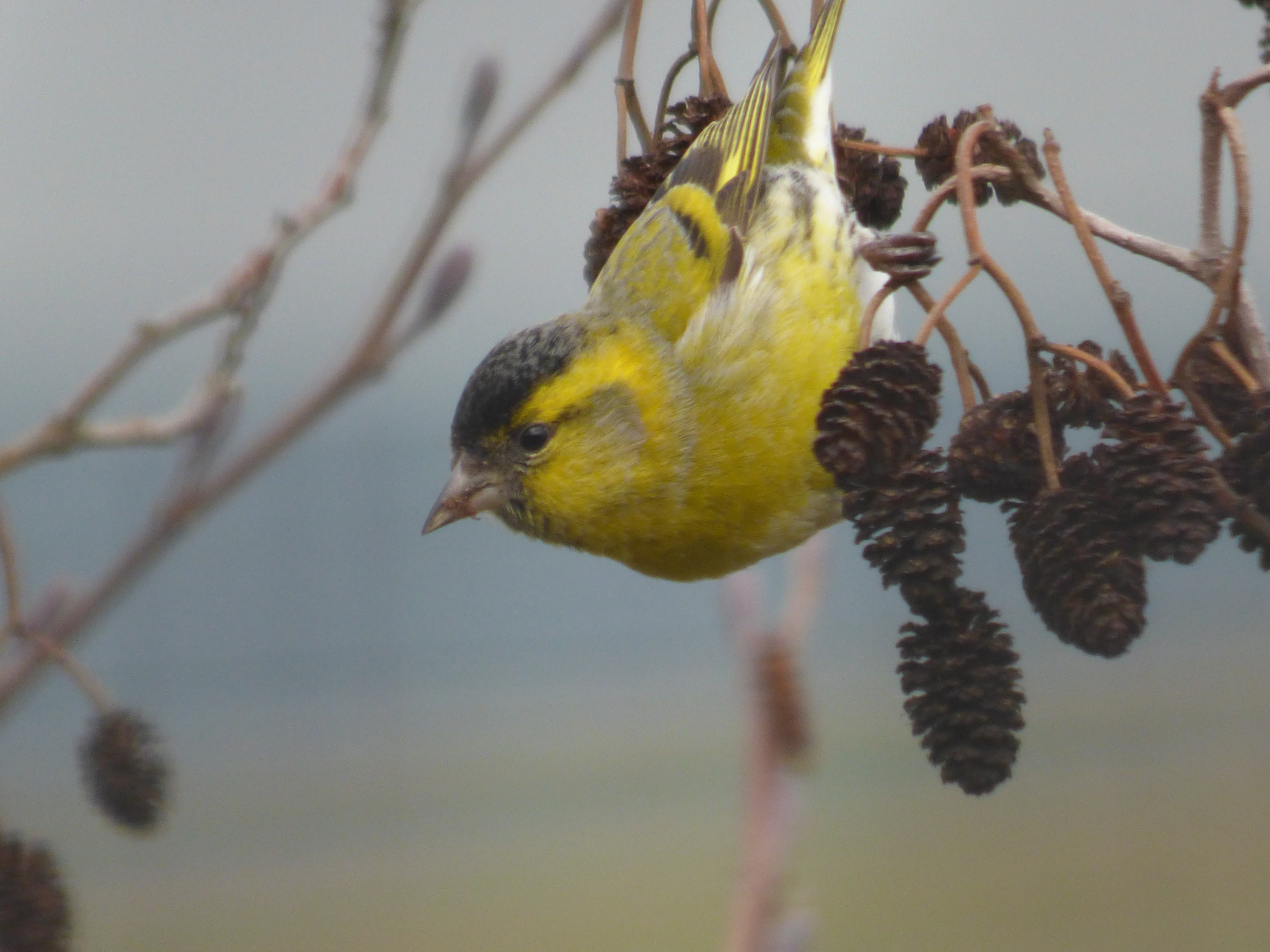 Male Siskin