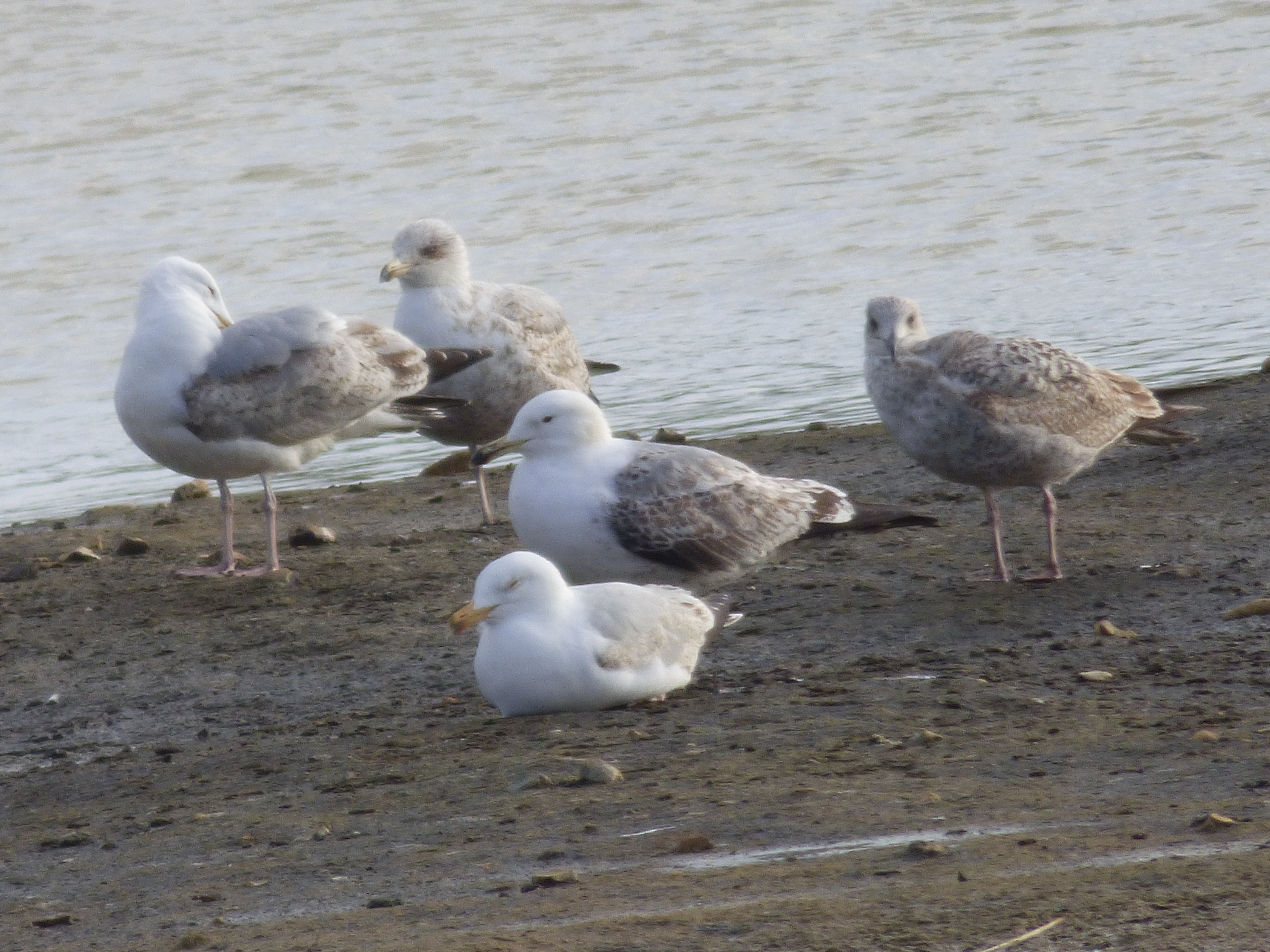 2nd winter Caspian Gull