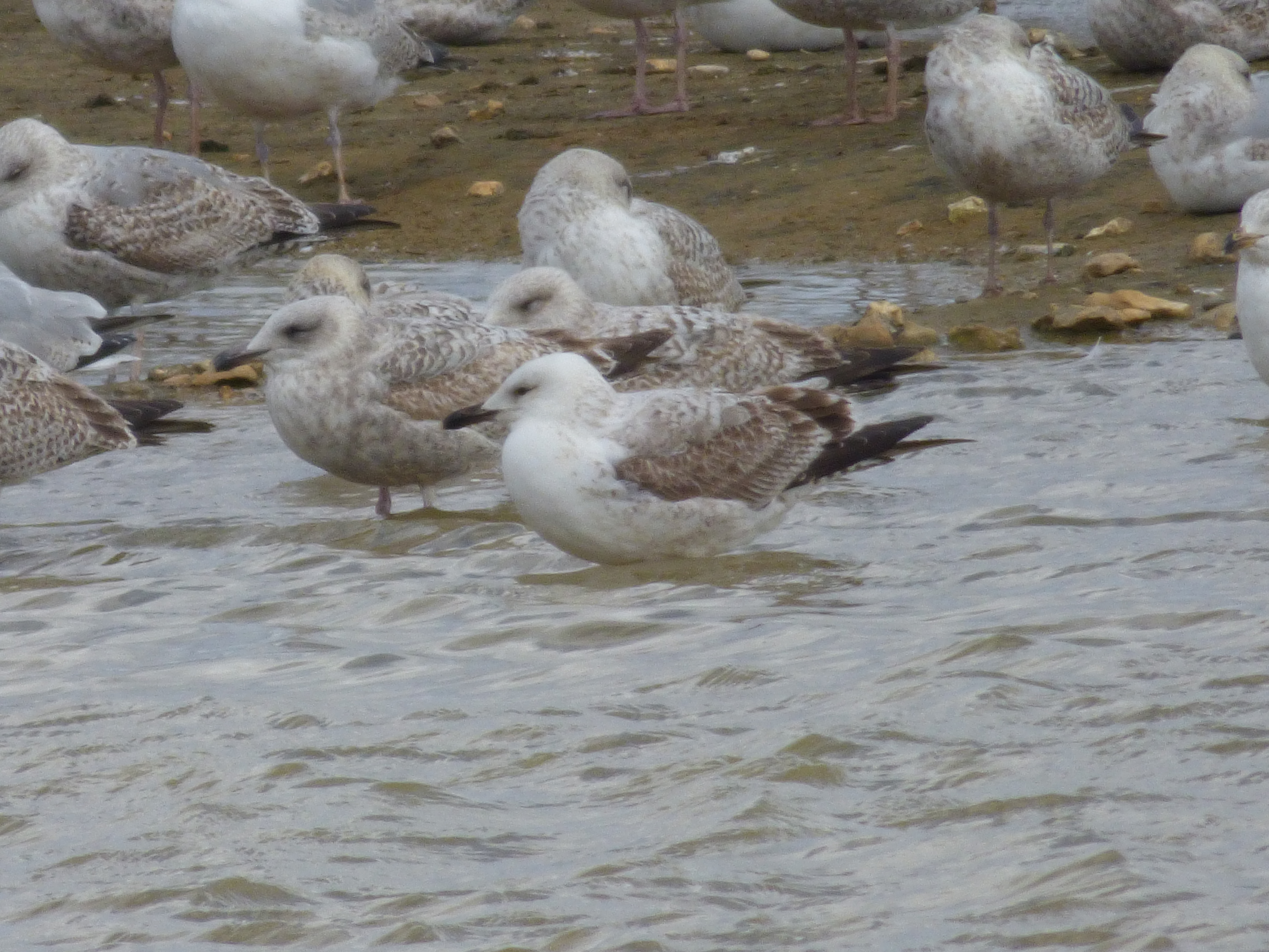1st winter Caspian Gull