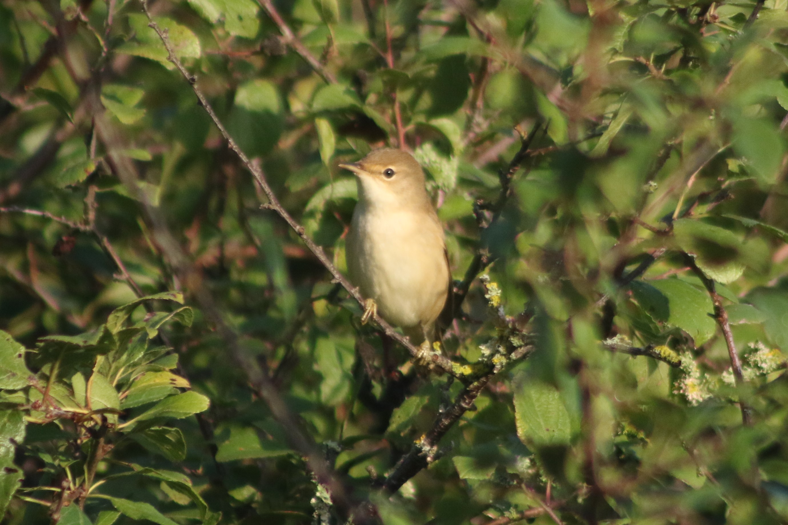 Reed Warbler