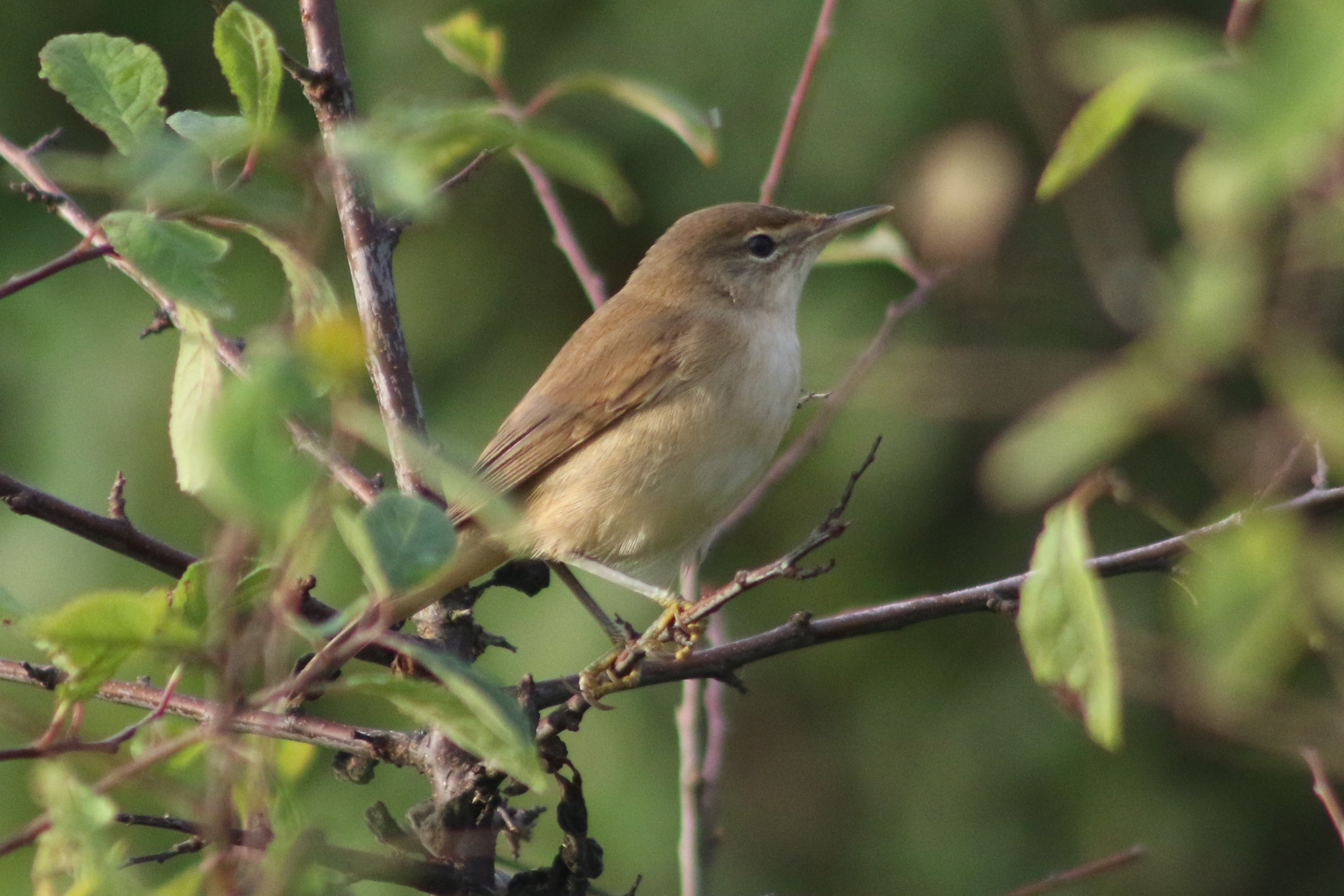 Reed Warbler