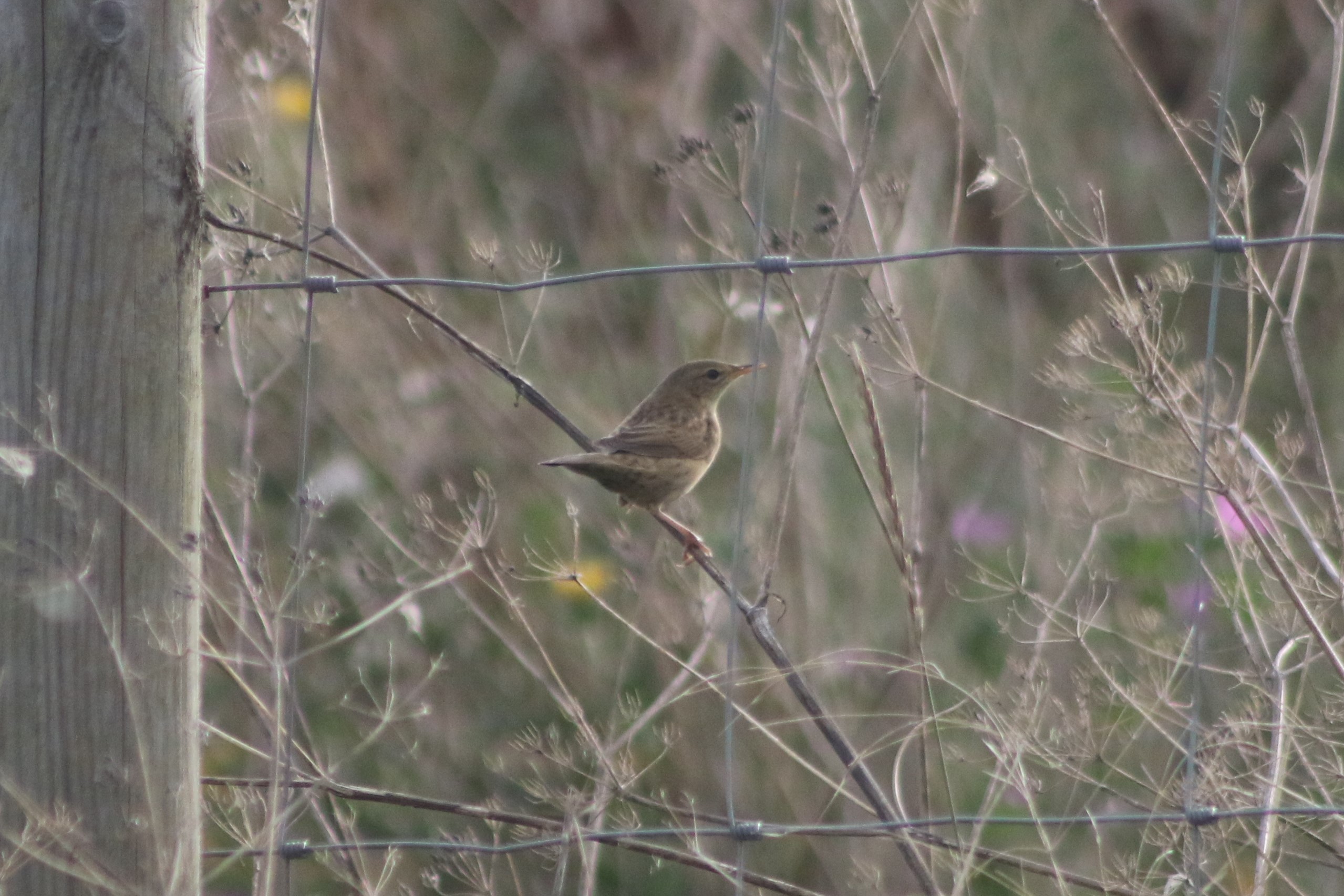 Grasshopper Warbler