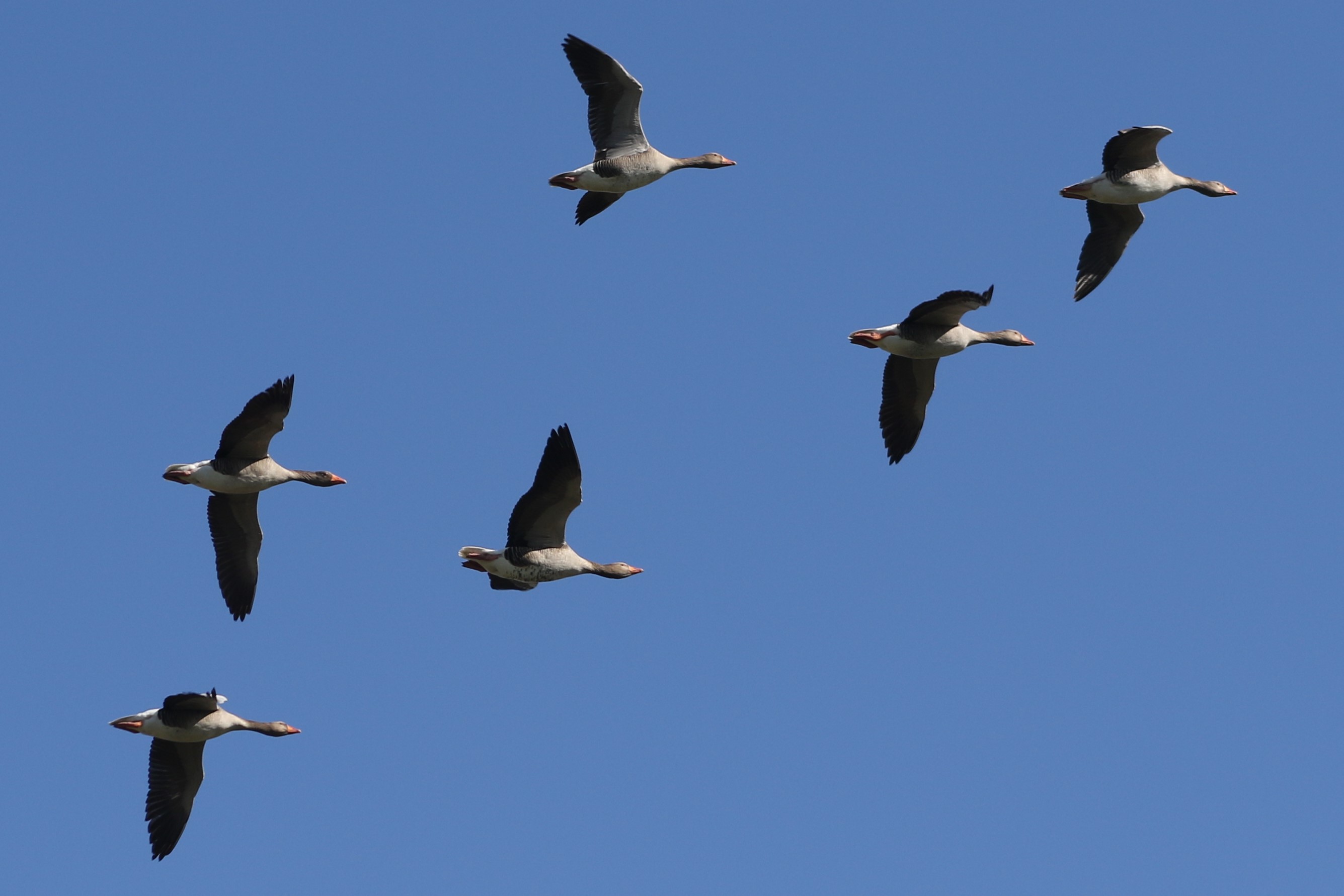 Greylag Geese