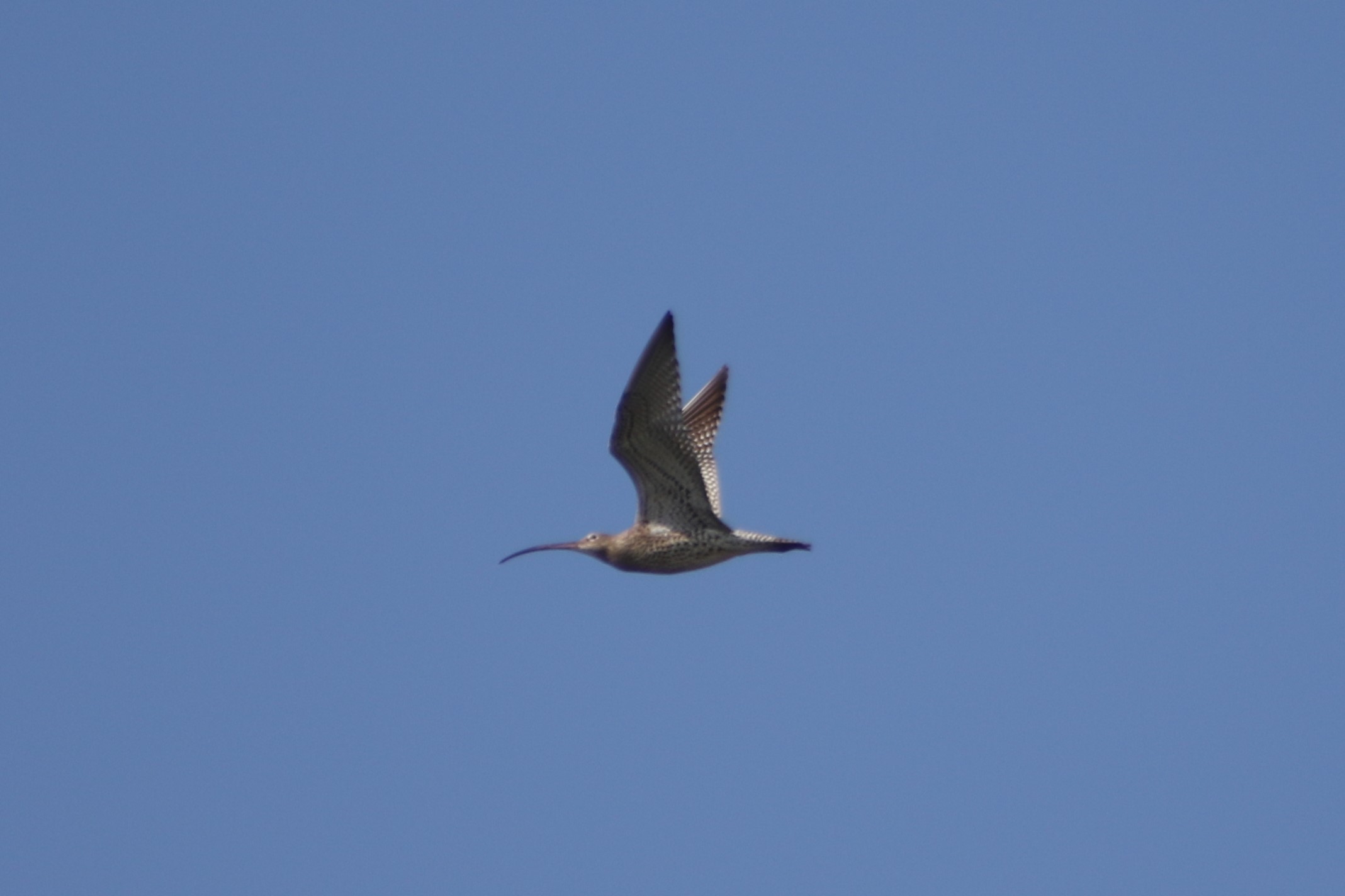 Curlew