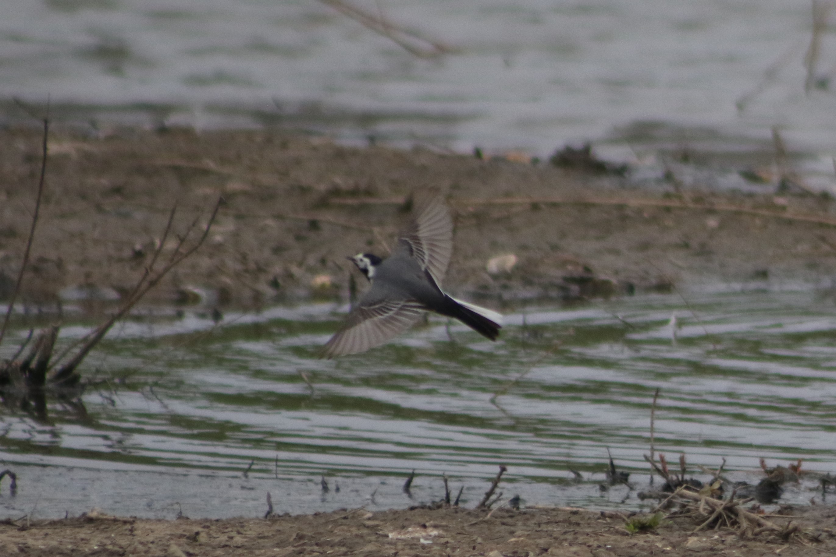 Male White Wagtail