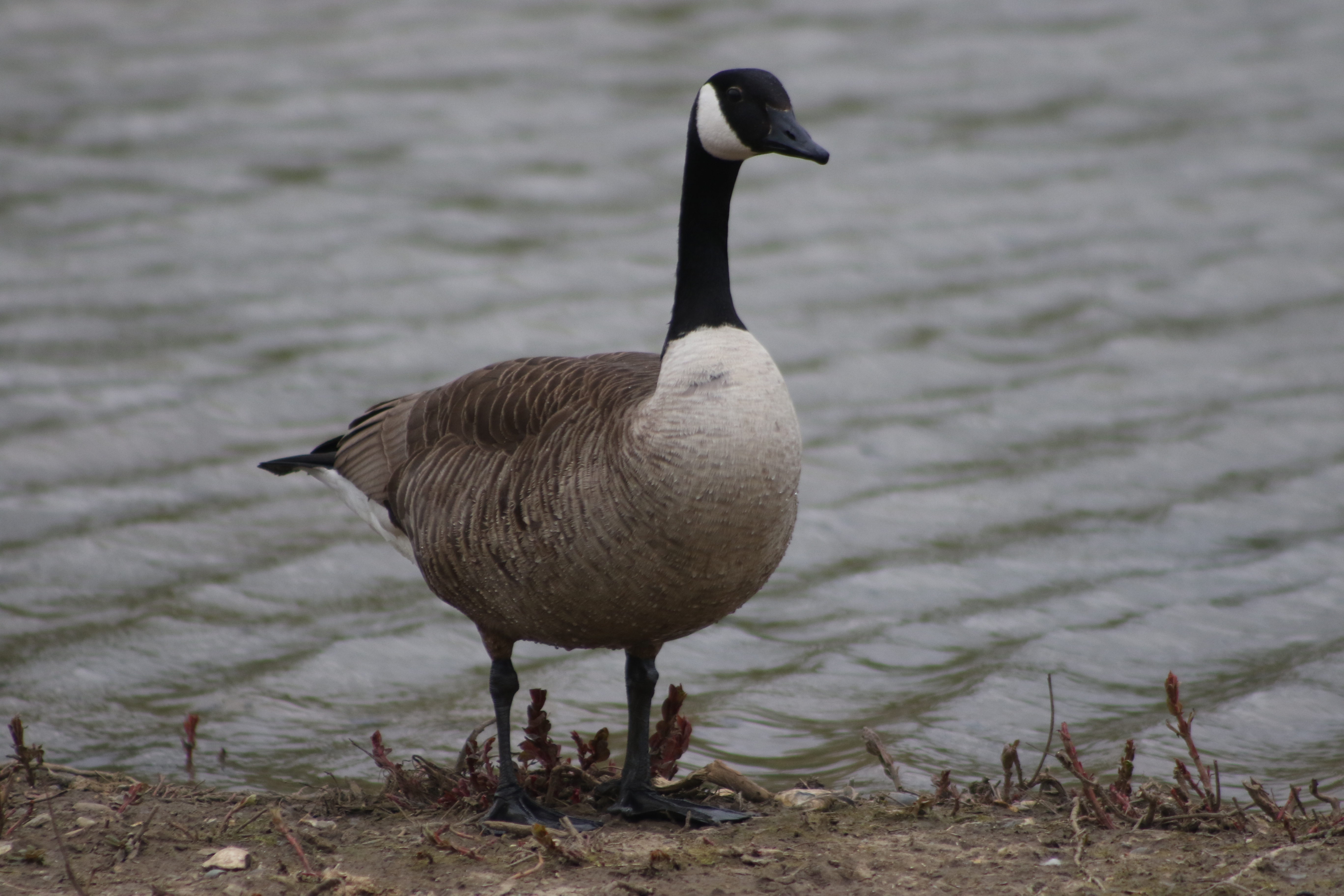Canada Goose