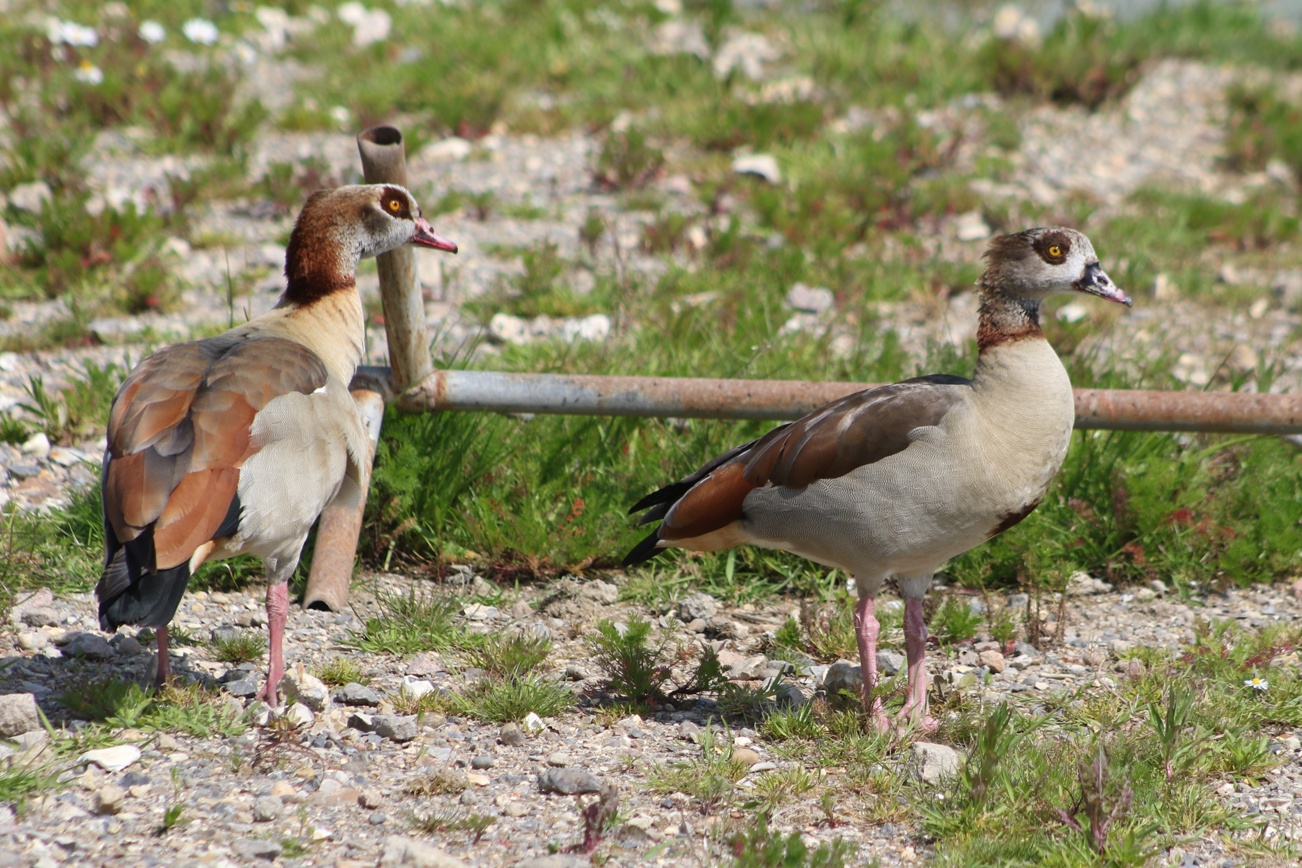 Egyptian Geese