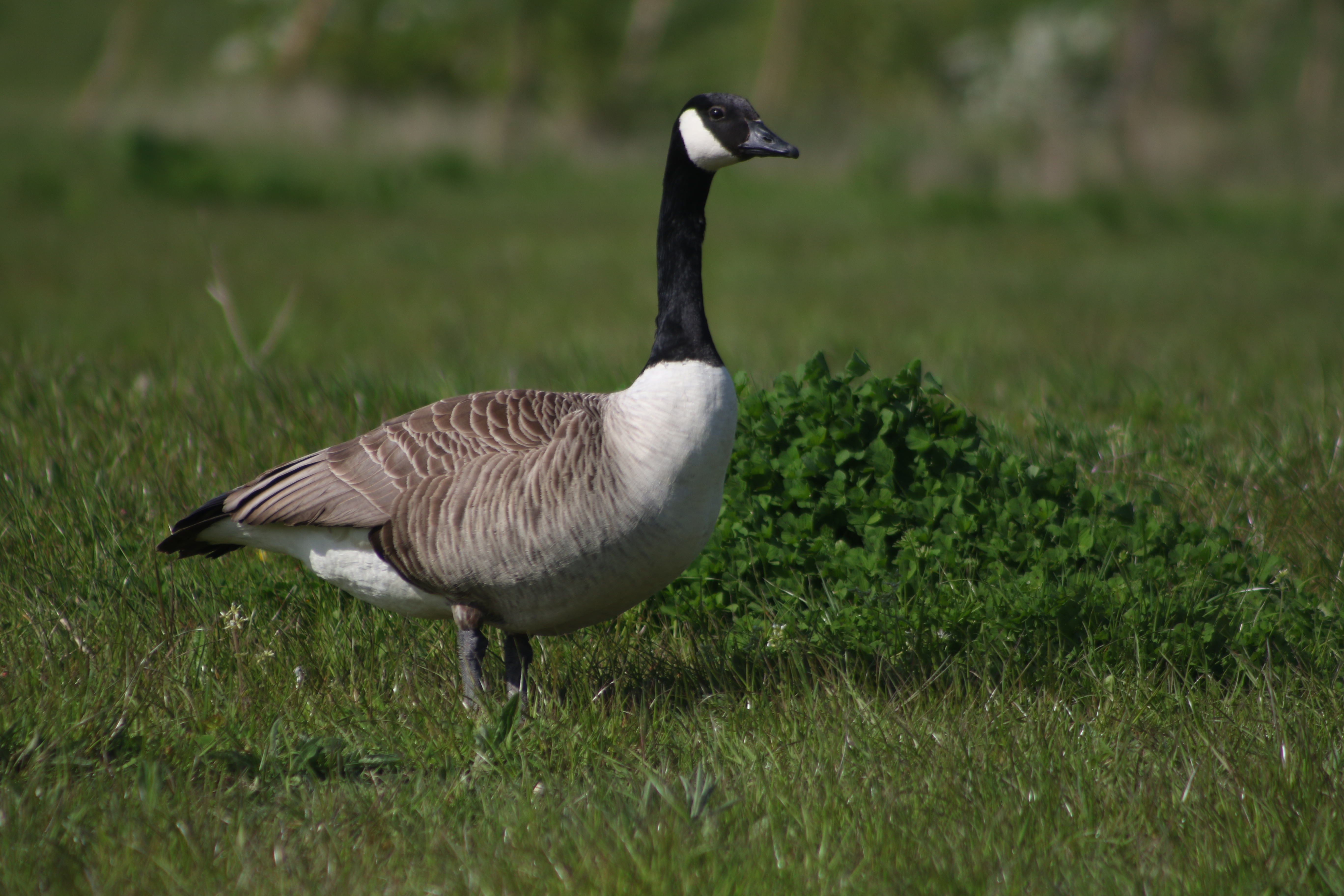 Canada Goose