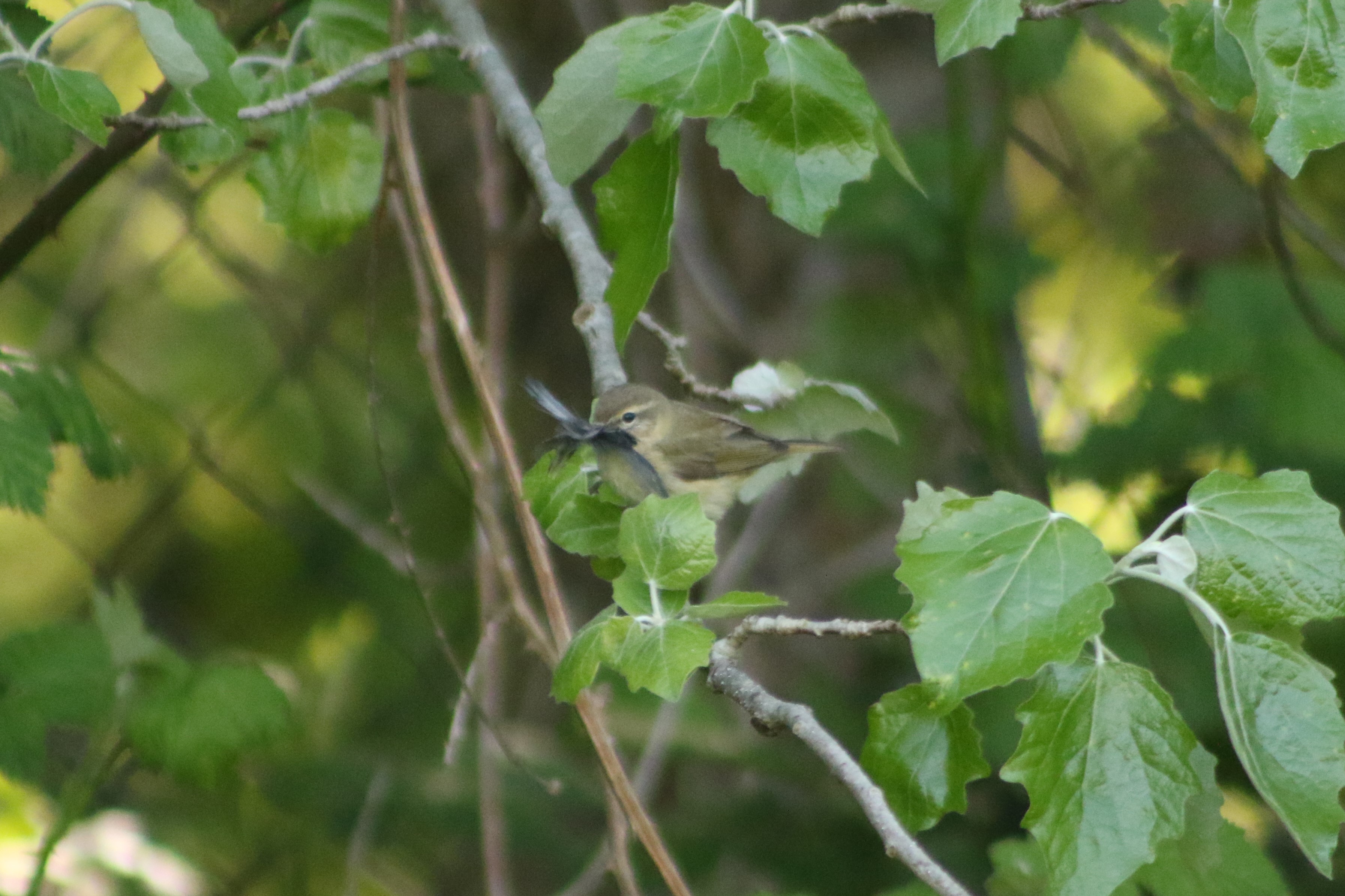 Chiffchaff with nesting material