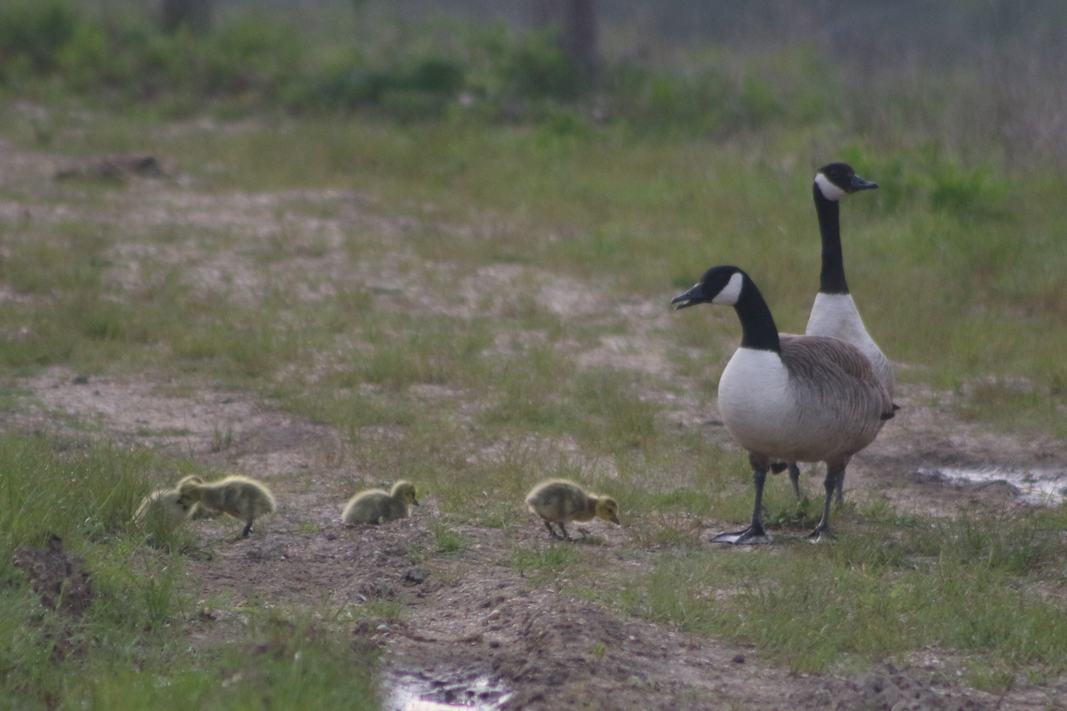 Canada Geese with goslings