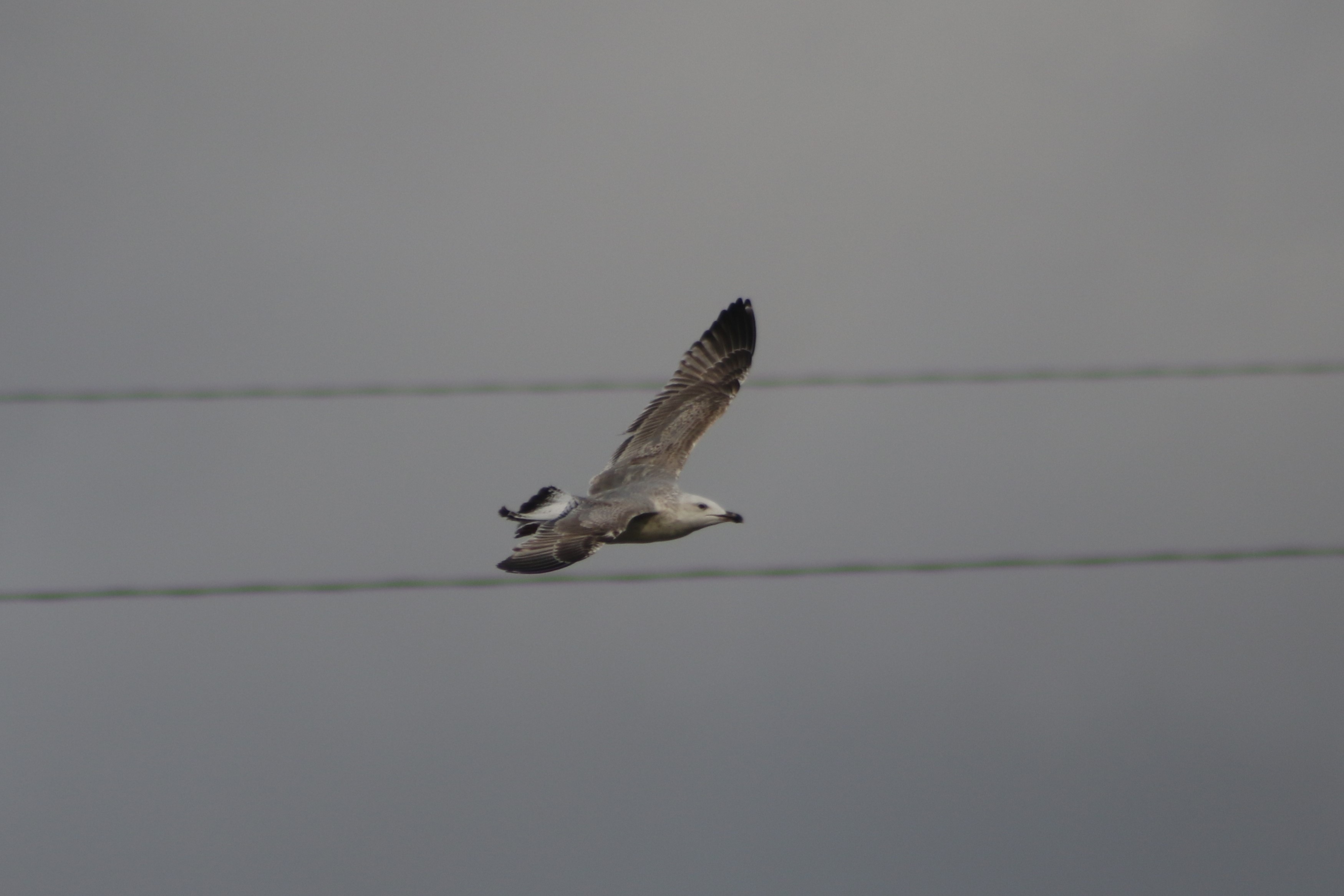 2nd cycle Caspian Gull