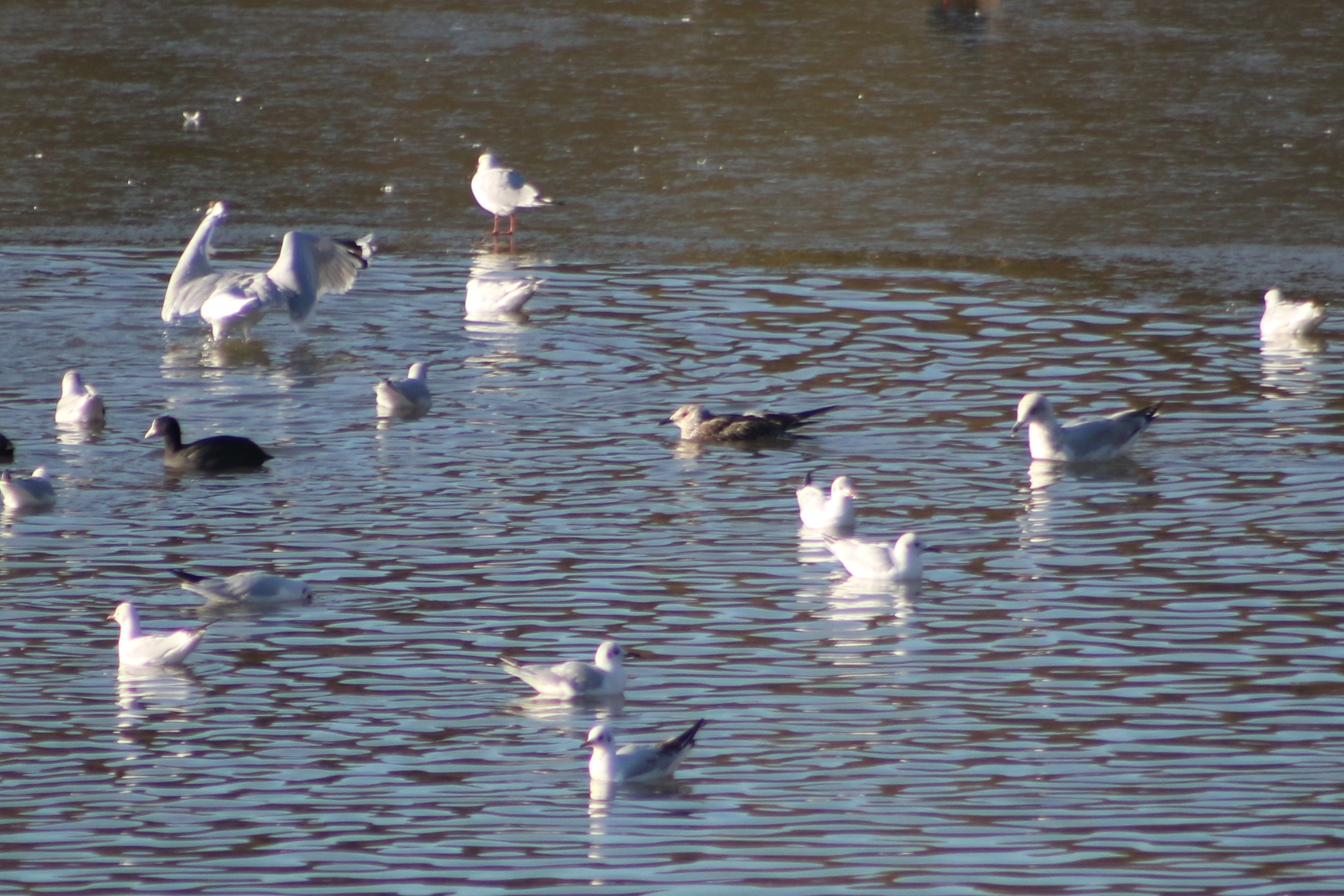(intermedius/fuscus) Lesser Black-backed Gull