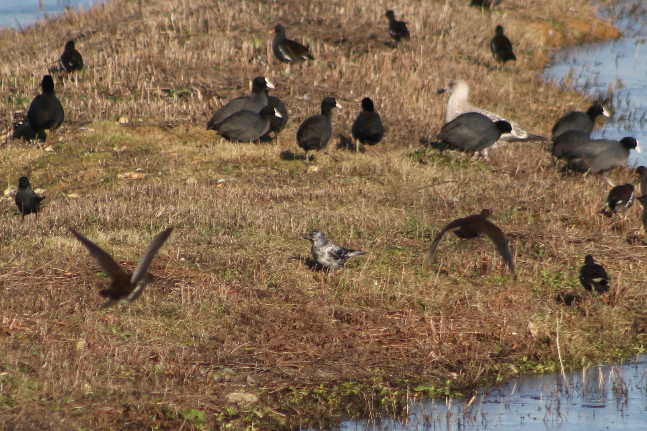 Partially leucistic Jackdaw