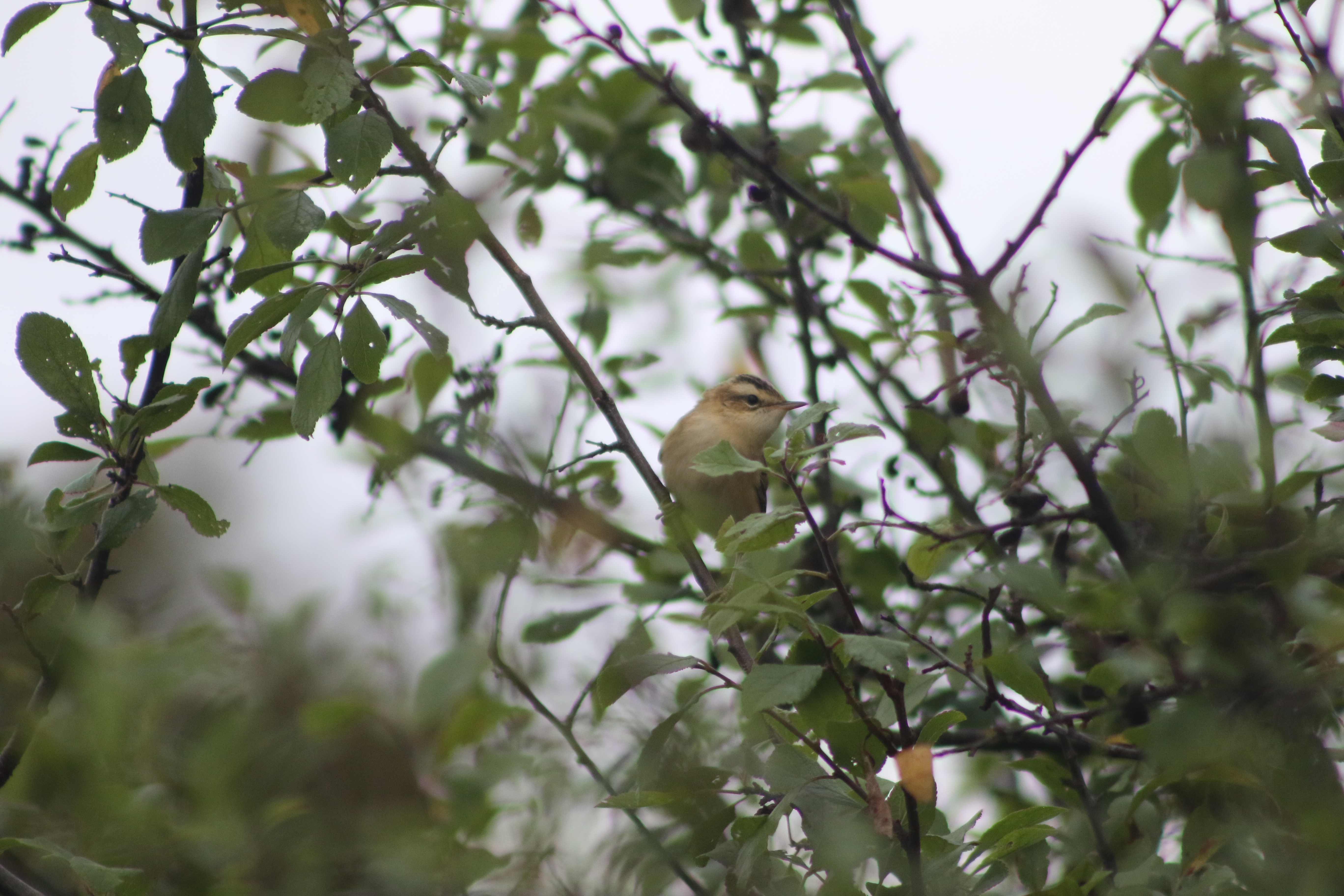 Sedge Warbler