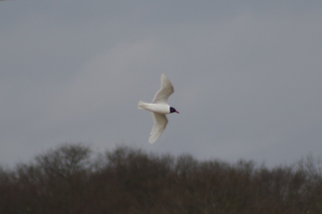 Adult Mediterranean Gull