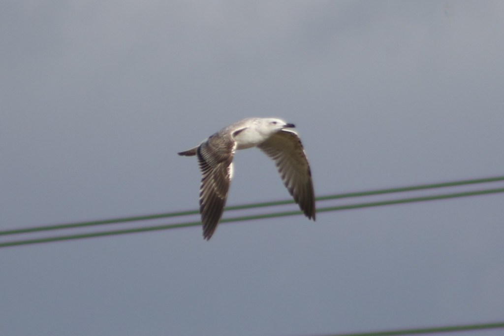 1st winter Caspian Gull