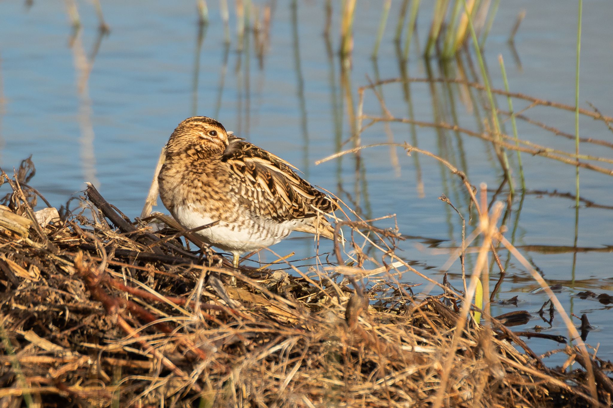 Common Snipe