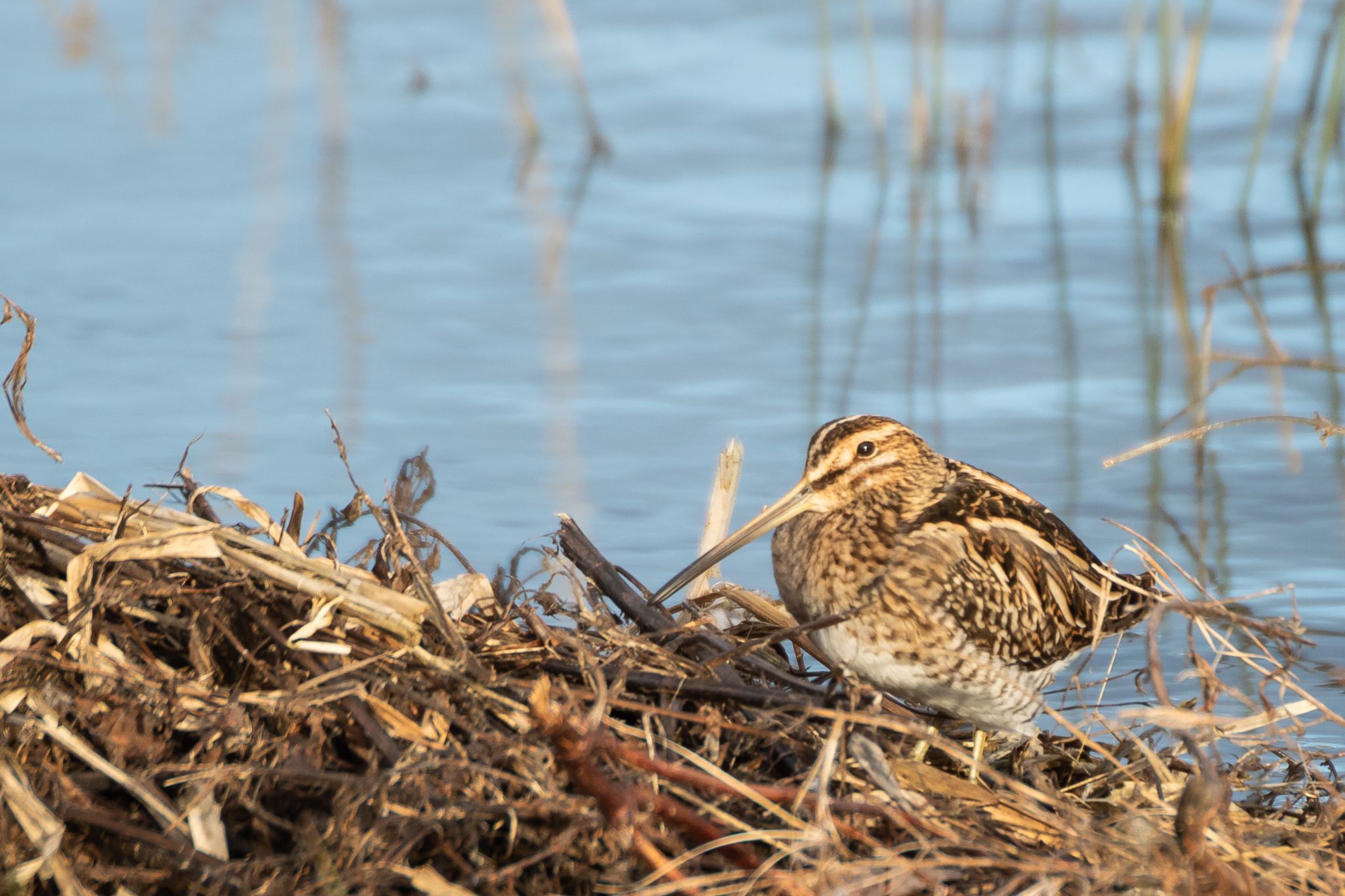 Common Snipe by Jack Pettit