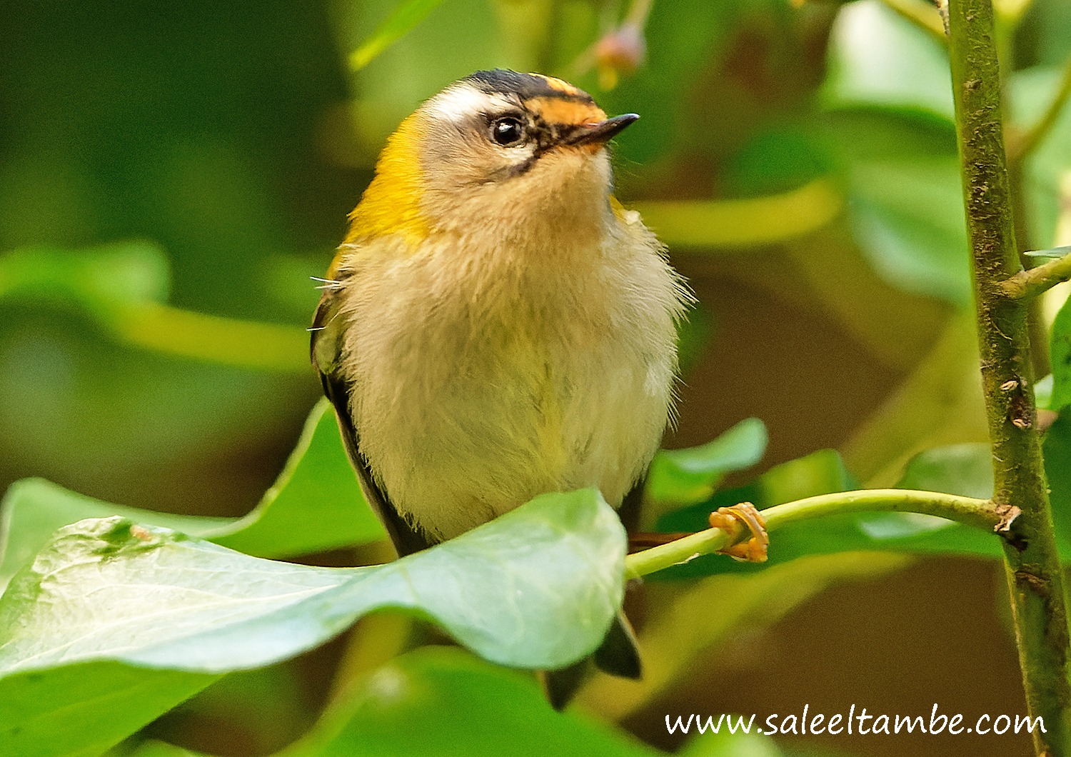 Male Firecrest