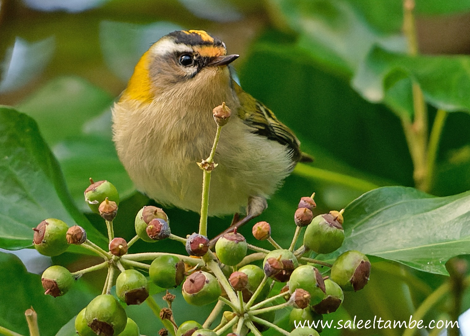 Male Firecrest