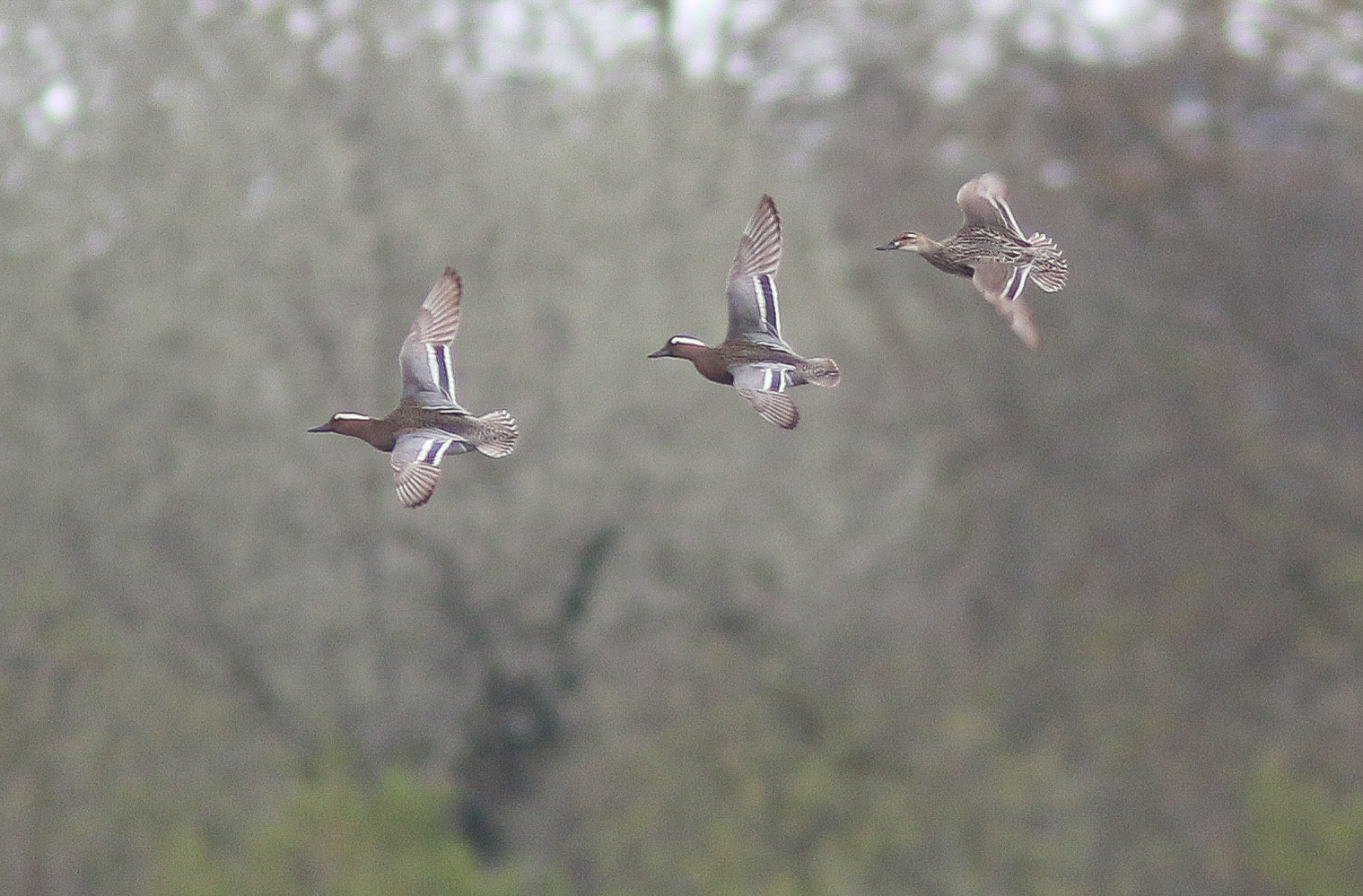 Two male and one female Garganey