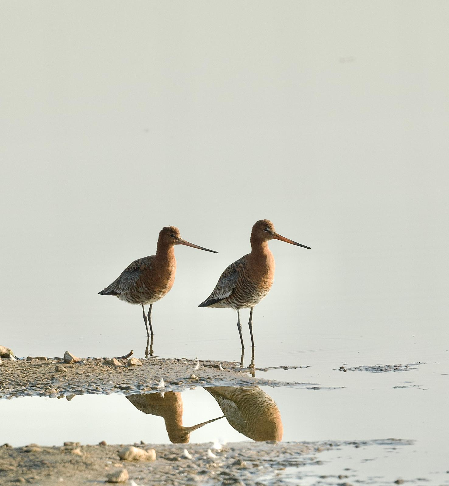 Black-tailed Godwits
