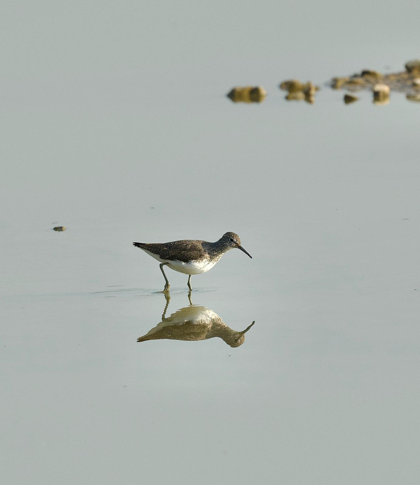 Green Sandpiper