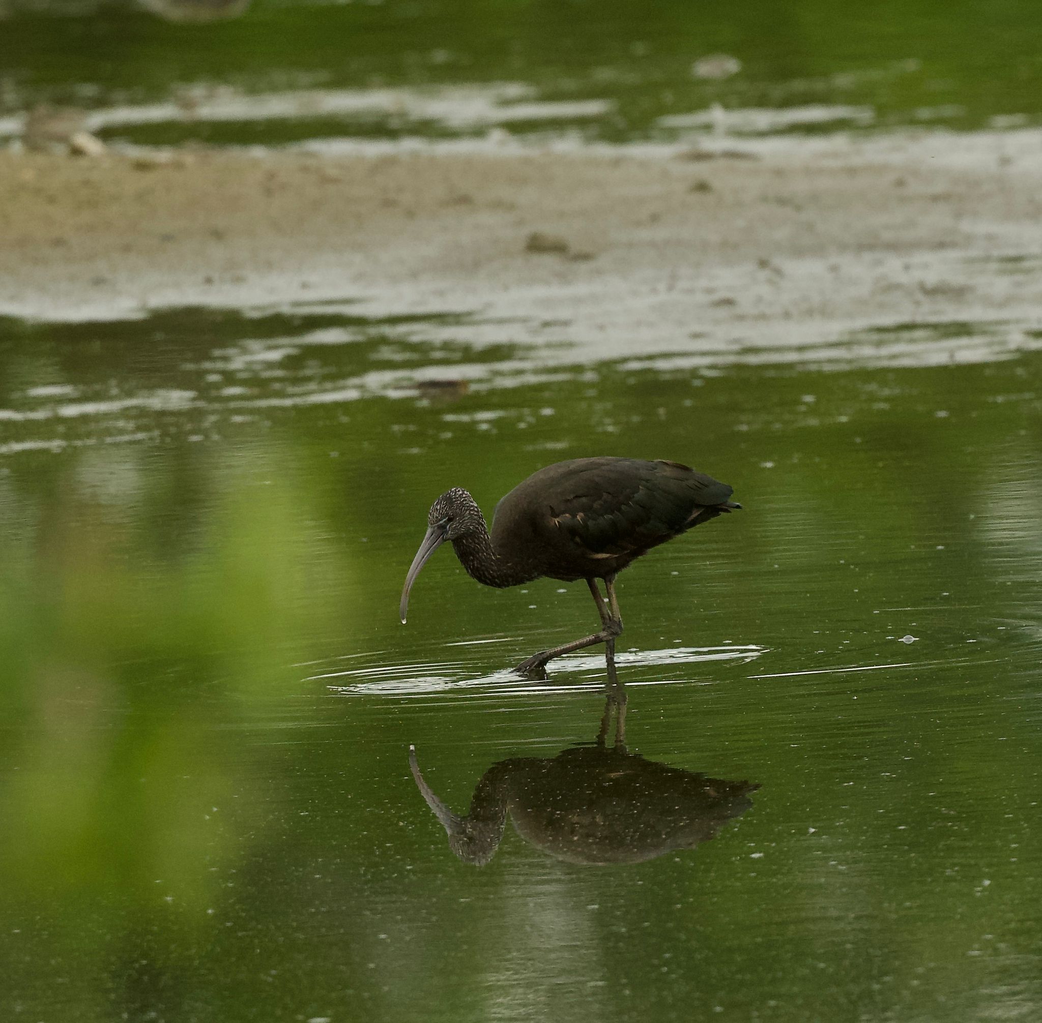 Glossy Ibis
