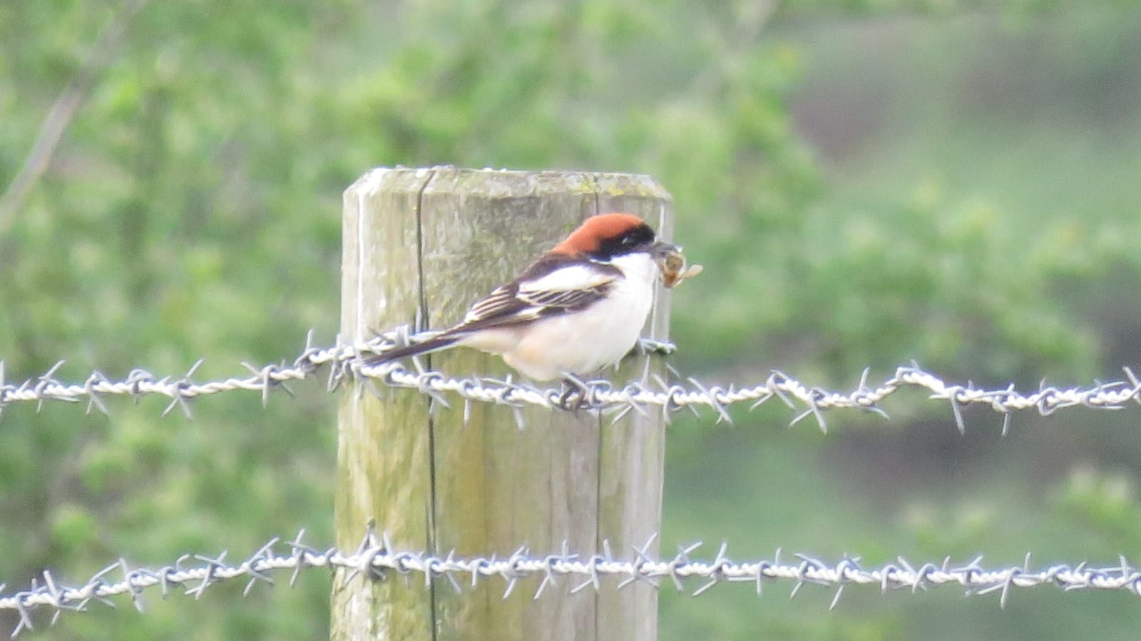 1st summer male Woodchat Shrike