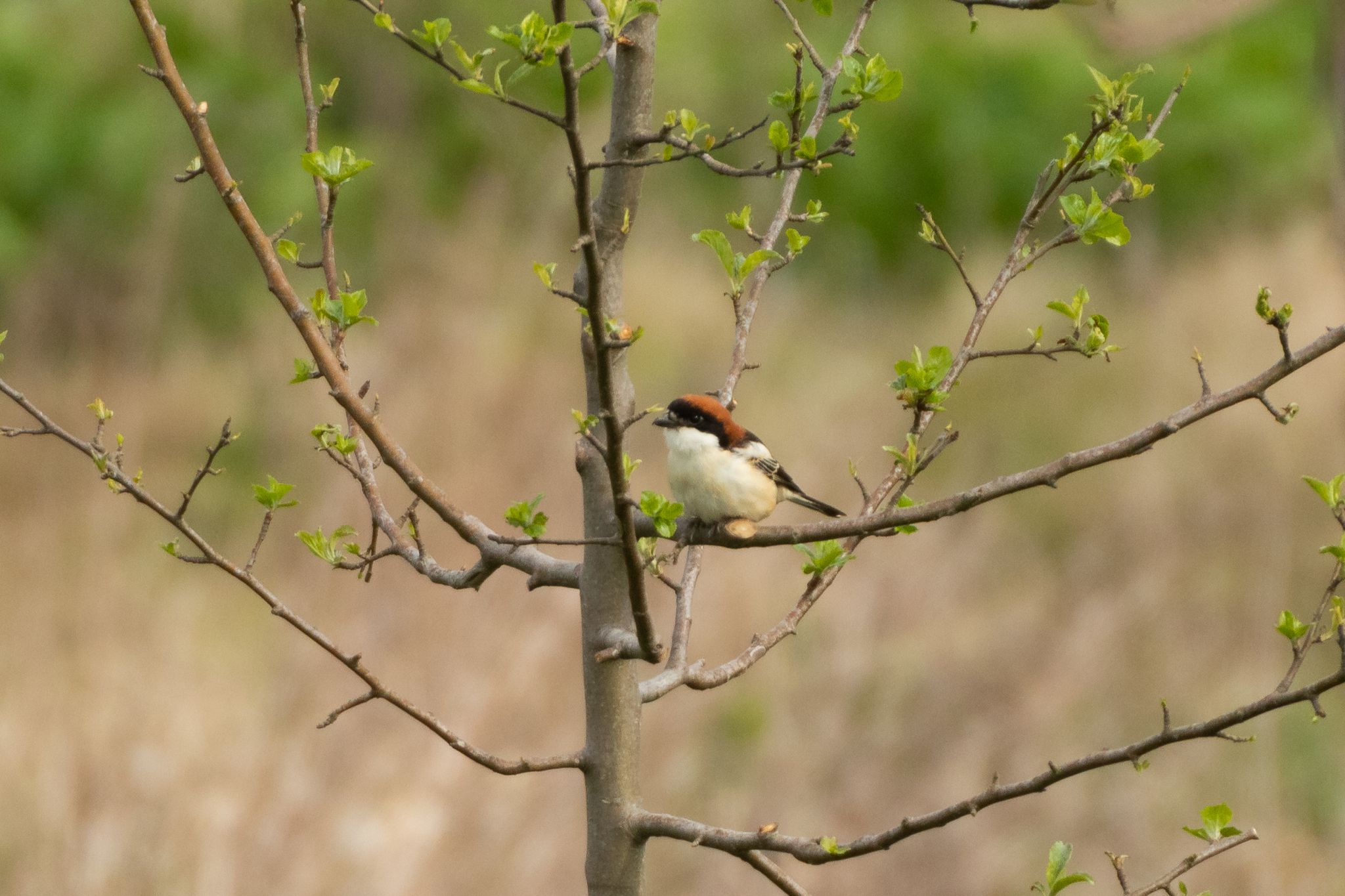 1st summer male Woodchat Shrike