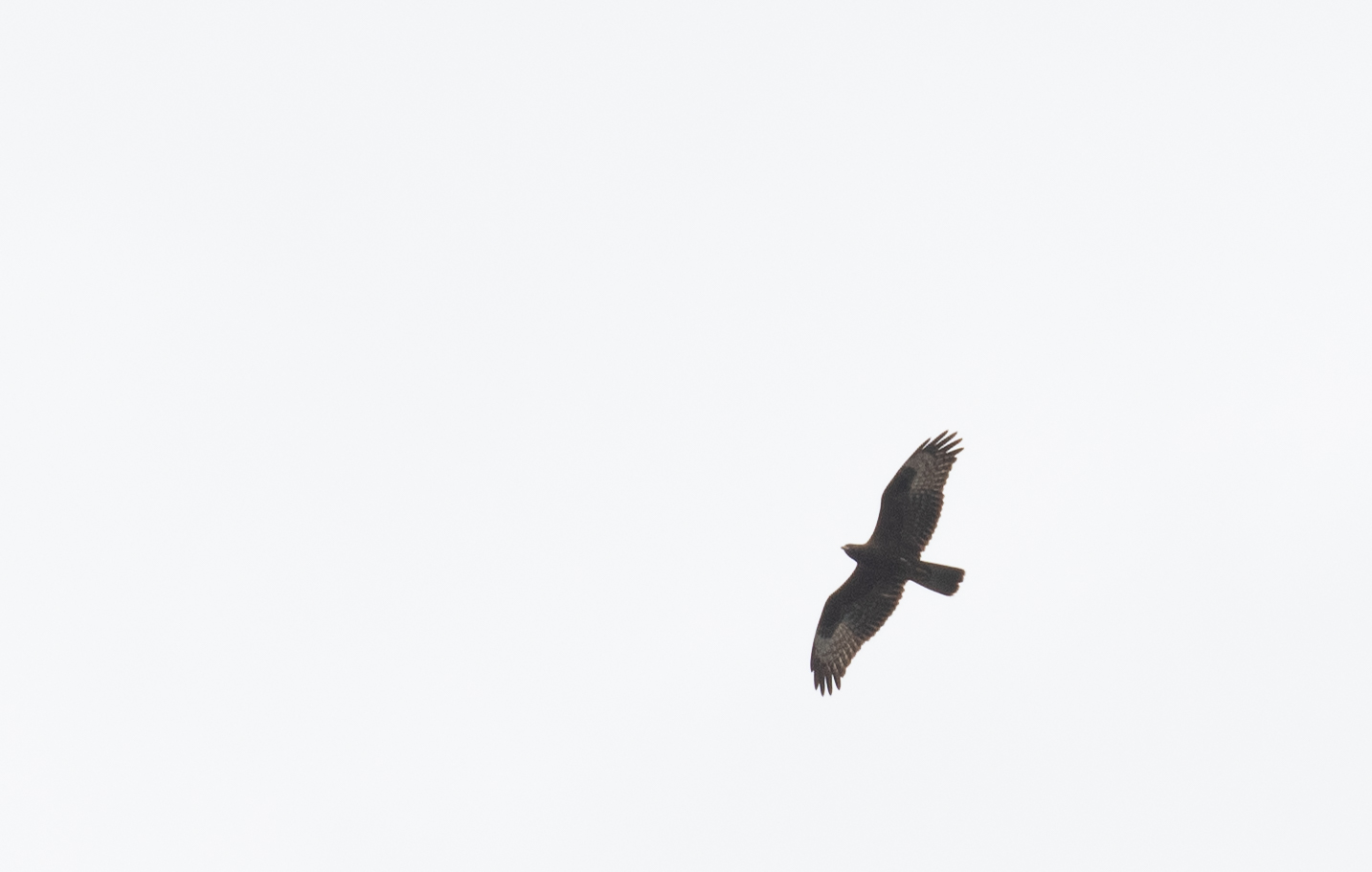Juvenile Honey Buzzard