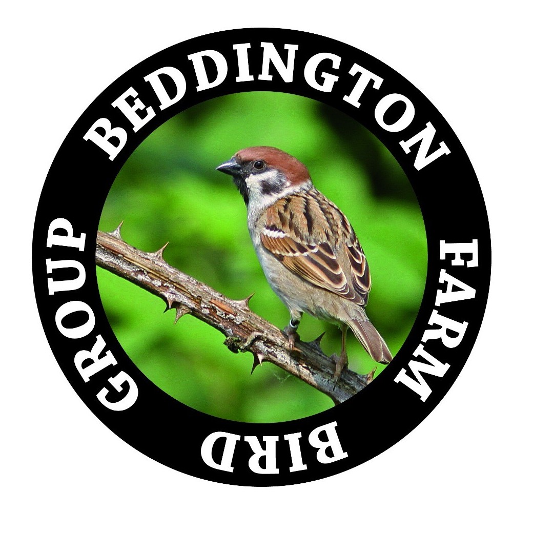 Beddington Farm Bird Group Tree Sparrow Logo